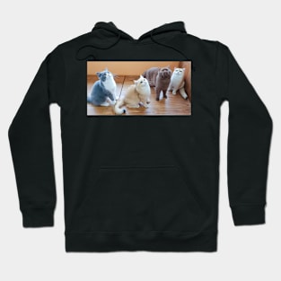 The cute cats gangs Hoodie